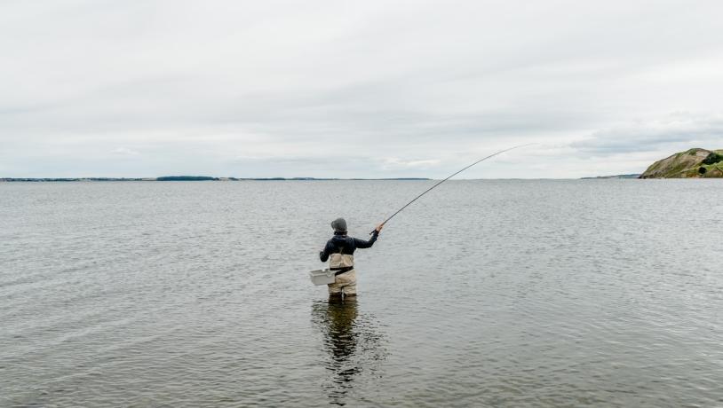 Limfjorden, Fiskeri