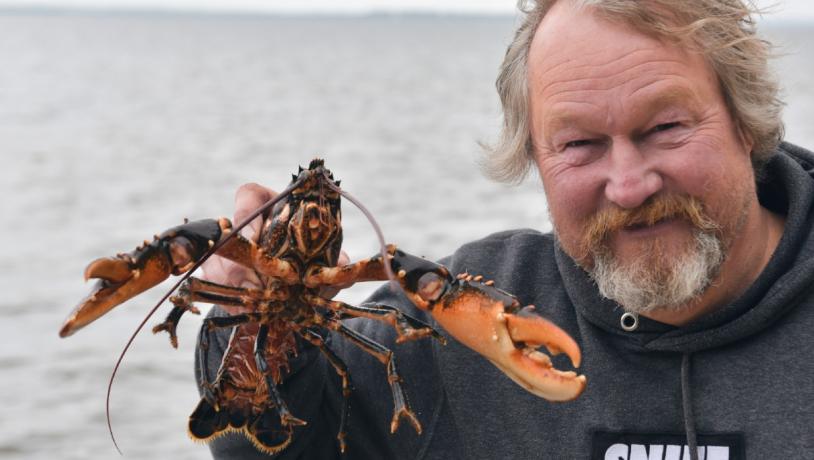 Oyster king, hummer, limfjorden