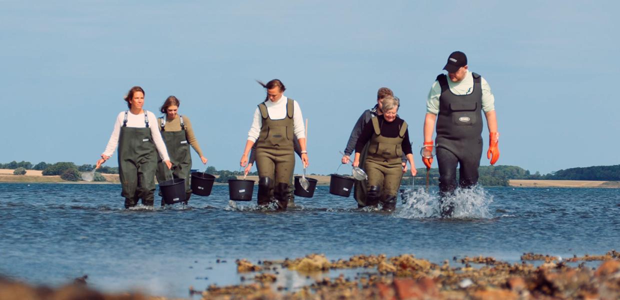 Østerssafari, gastronomi