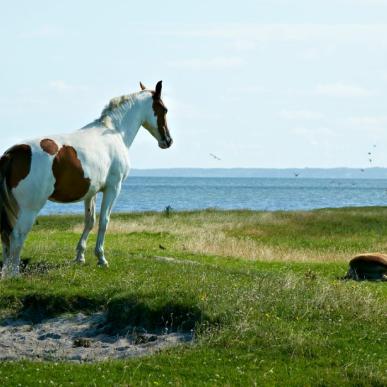 Agerø, hest